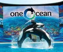 SeaWorld San Diego Shamu Stadium Remodel and Electric Eel Construction