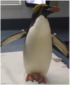 Penguin Up-Close Tour at Sea World San Diego