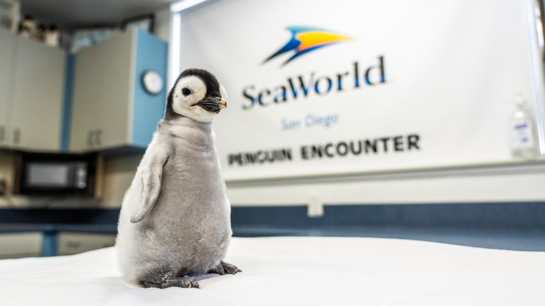 First Emperor Penguin Chick in Over a Decade Hatched at SeaWorld San Diego