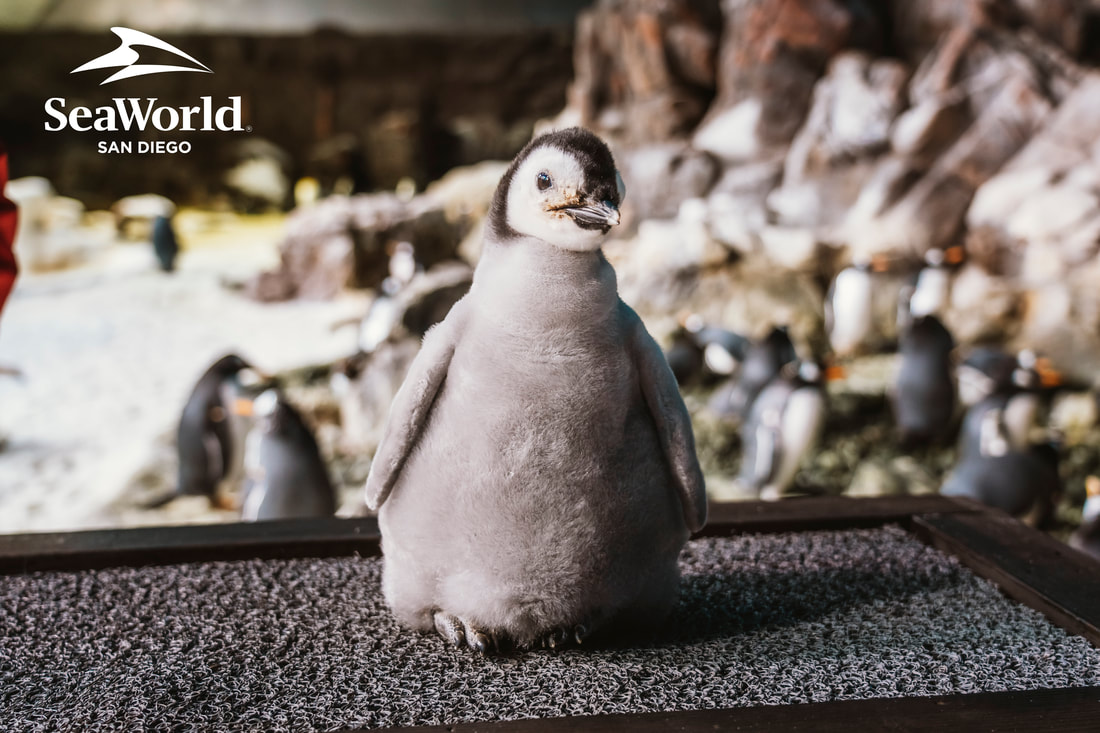 SeaWorld’s New Baby Emperor Chick Has a Name…and Two Exclusive New Ways to be Among the First to See Her