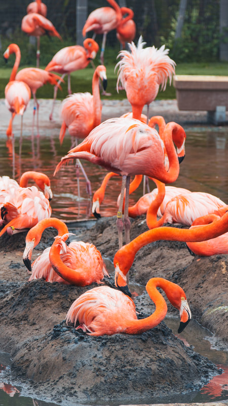 SeaWorld San Diego Announces Hatching of Flamingo Chicks