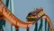 carousel chooser