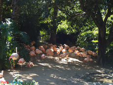 Wild for the Planet and Dinosaurs: Unextinct at the LA Zoo