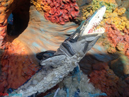 The Summer of Mako at SeaWorld Orlando