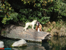 Throwback Thursday: Disneyland's Rivers of America