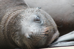 Six Flags Great Adventure Welcomes First Sea Lion Pup