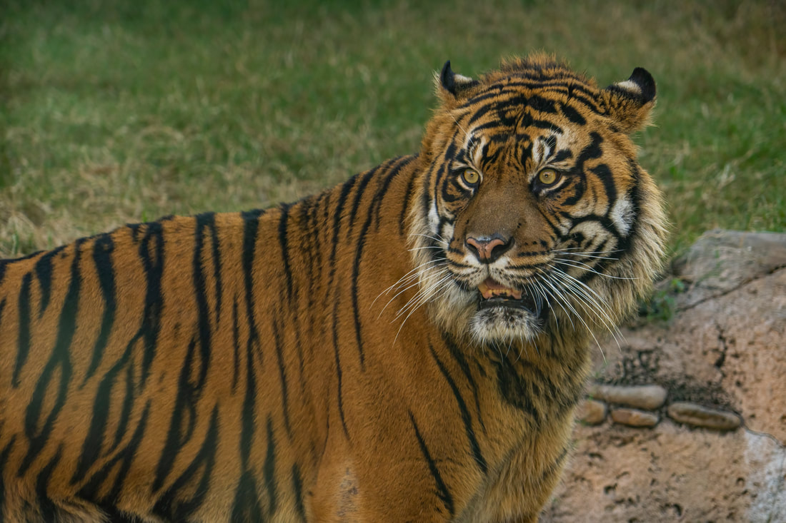 Busch Gardens Tampa Bay Becomes New Home for ‘Bandar’, a Critically Endangered Sumatran Tiger