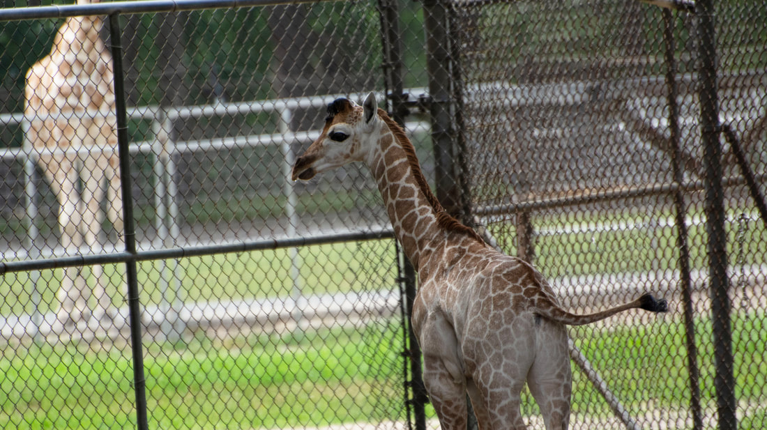 Six Flags Great Adventure Welcomes Baby Giraffe and New Veterinarian