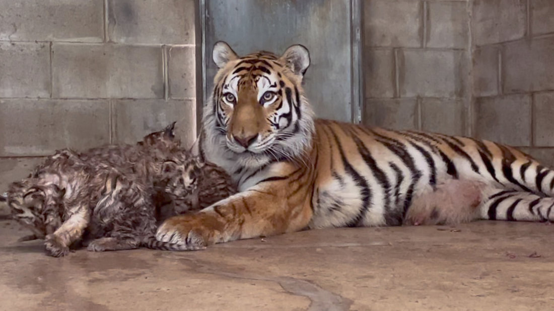 Six Flags Wild Safari Increases World’s Siberian Tiger Population by 1 Percent