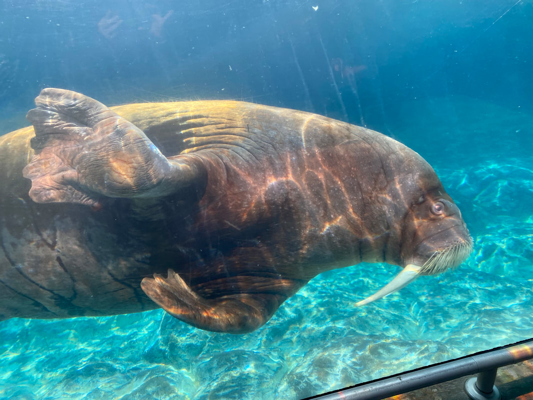 Walruses Make Triumphant Return to Six Flags Discovery Kingdom