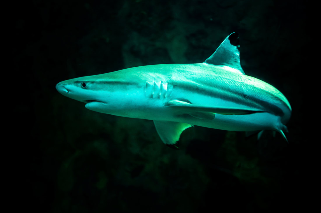 SeaWorld Offers the Ultimate Shark Experience with Interactions, Education, Conservation and Thrills as the Nation Celebrates Shark Awareness Day Today