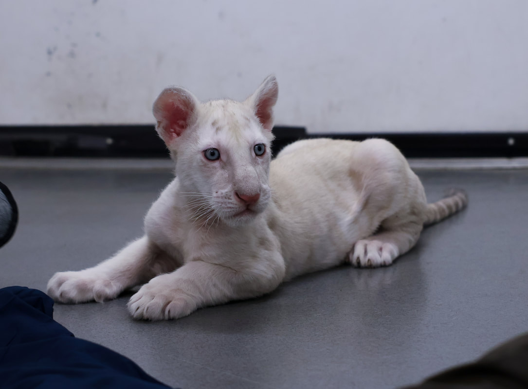 Six Flags Discovery Kingdom debuts pair of three-month-old white Bengal tiger cubs