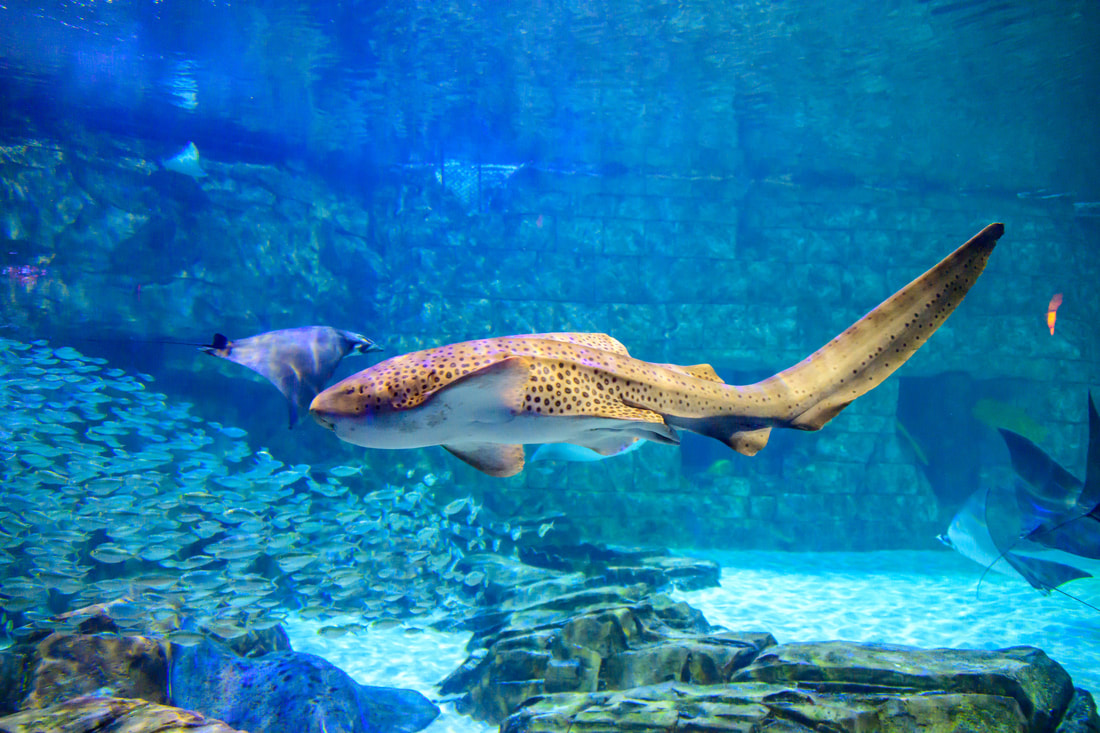 SeaWorld Celebrates Shark Week with the First Ultimate Shark Experience