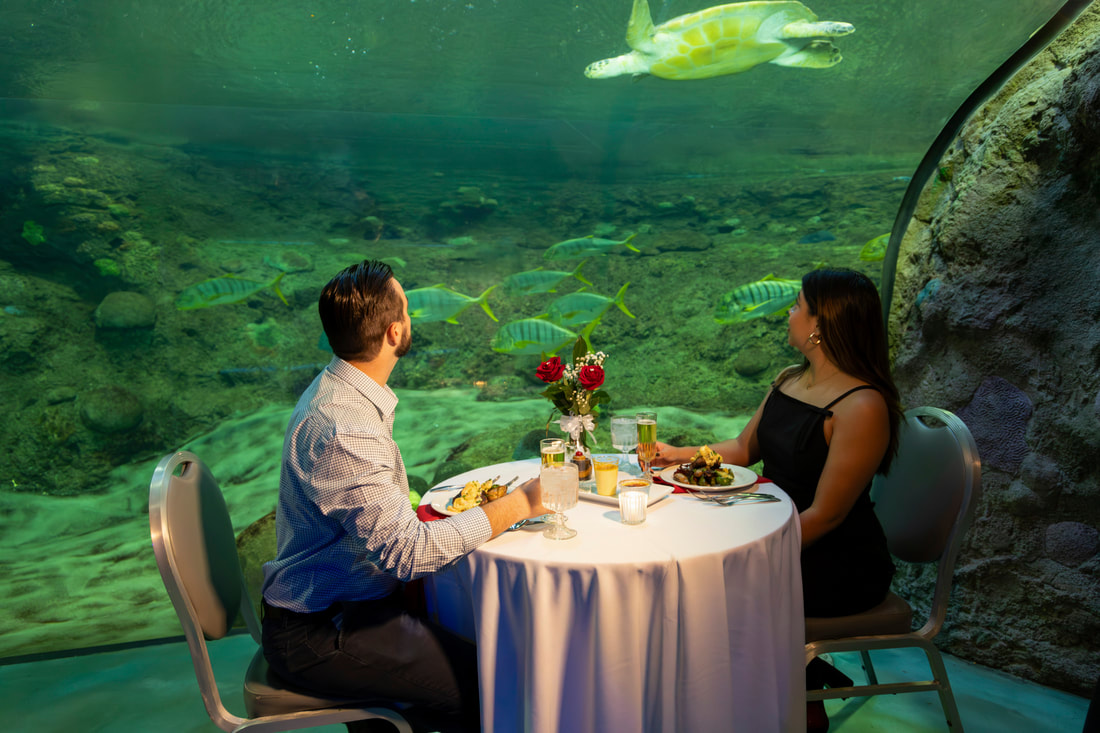Celebrate Love Under the Sea with Exclusive Valentine’s Day Dining at SeaWorld San Diego