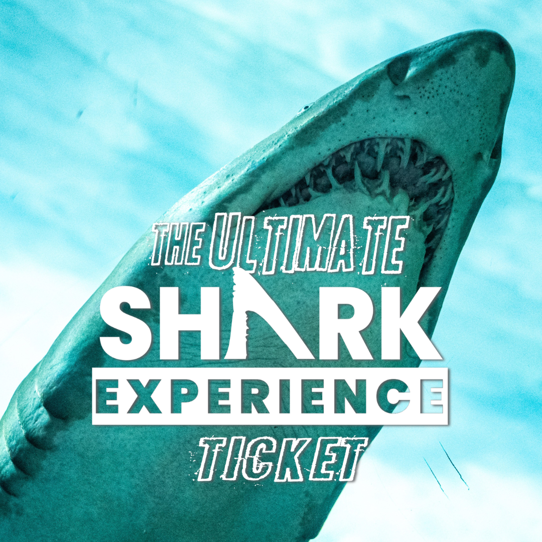 SeaWorld’s Ultimate Shark Experience Returns for 2024
