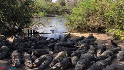 Trip Report: A Chomping good time at Gatorland